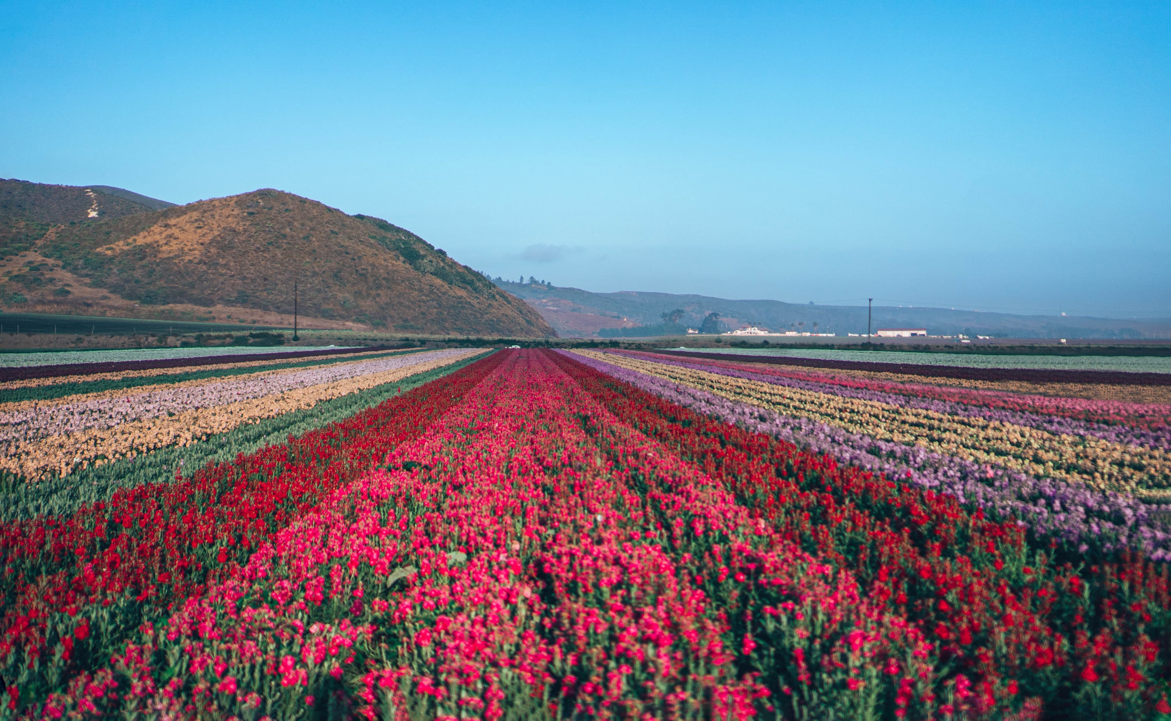 Flower fields in bloom