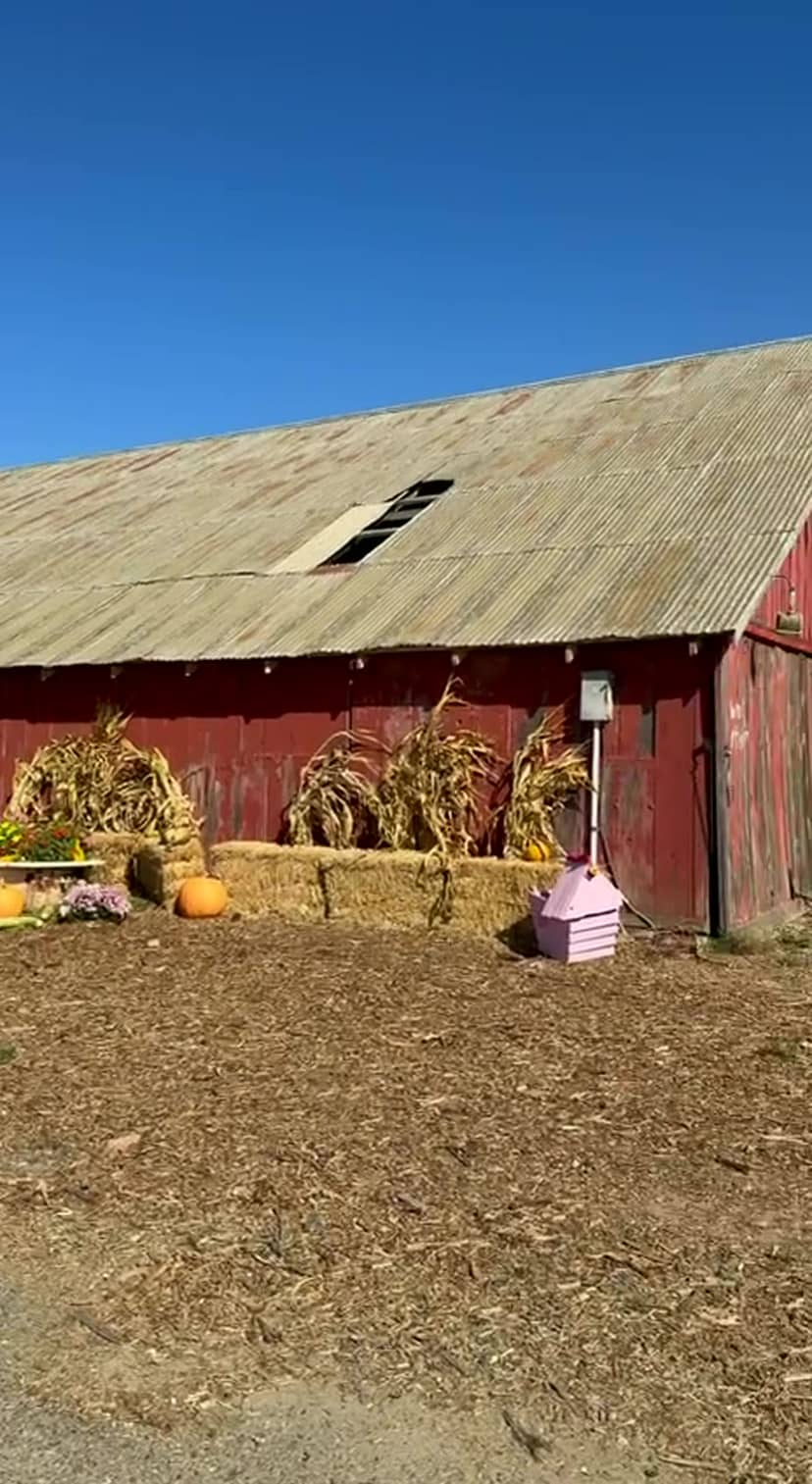 Zellers Farm Pumpkin Patch is open: pumpkins, a corn maze and tractor rides in Lompoc